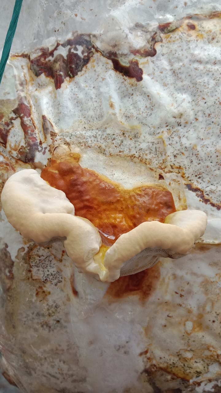 Ganoderma