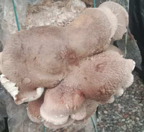 Shiitake